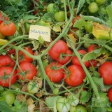 عکس کوچک بذر گوجه فرنگی موناکو خانگی 1