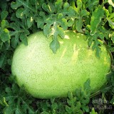 عکس کوچک بذر هندوانه سفید بزرگ چارلستون