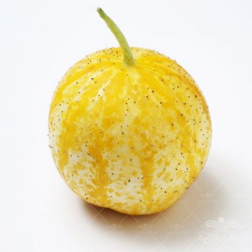 بذر خیار لیمویی مسترسید
