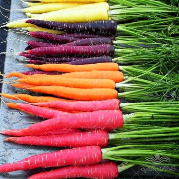 بذر هویج رنگی وانیاسید
