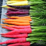 عکس کوچک بذر هویج رنگی وانیاسید