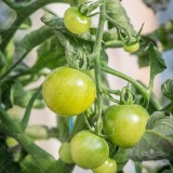 عکس کوچک بذر گوجه فرنگی سبز Green Doctor