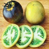 عکس کوچک بذر گوجه فرنگی سبز آبی واگنر