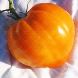 عکس کوچک بذر گوجه فرنگی قلبی نارنجی آمریکایی