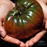 عکس کوچک بذر گوجه فرنگی روسی بلک کریم Black Krim