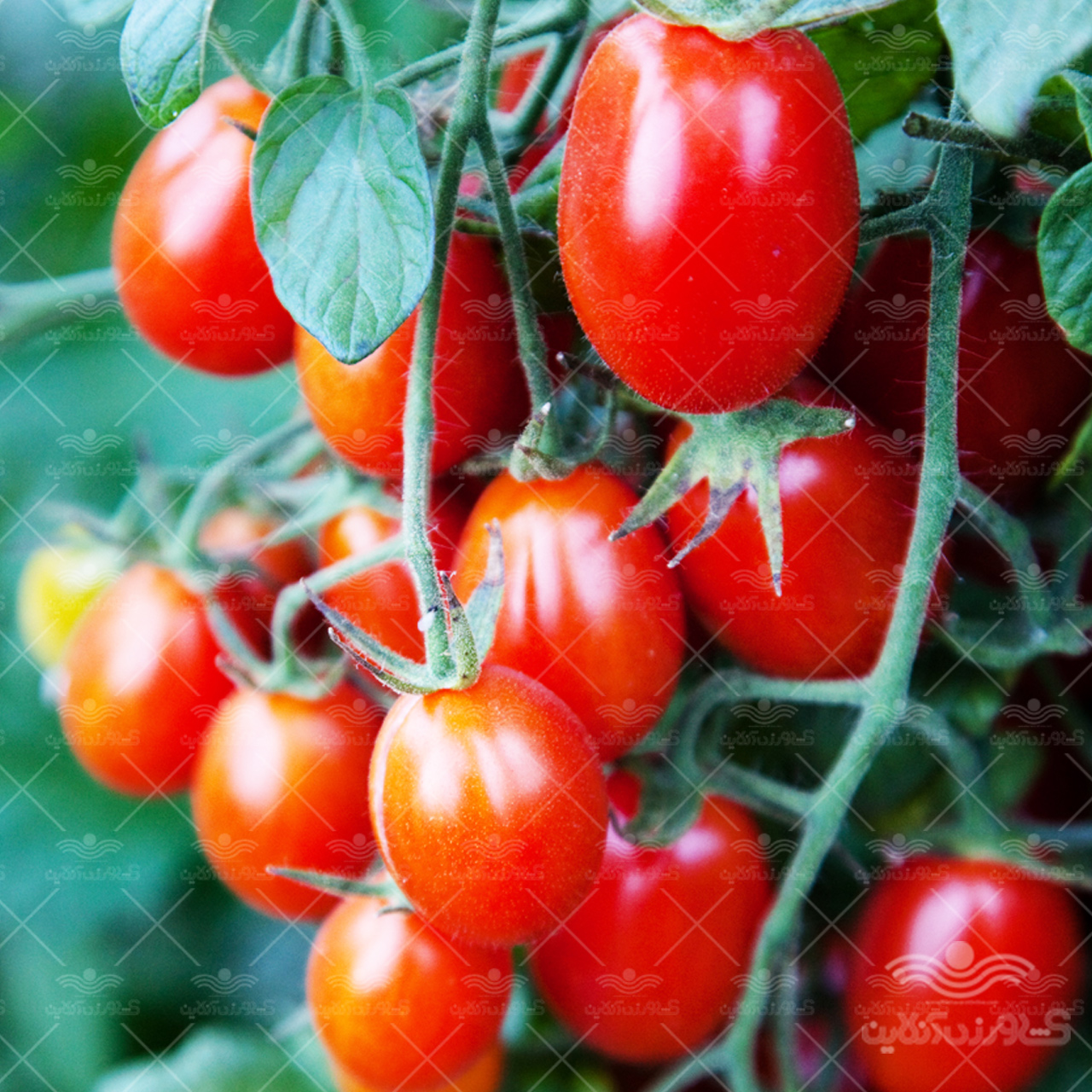بذر گوجه فرنگی زیتونی گلخانه ای سانتیاگو خانگی