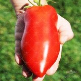 عکس کوچک بذر گوجه فرنگی نیو جرسی آمریکایی