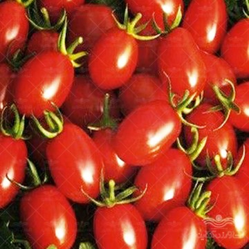 بذر گوجه زیتونی قرمز درختی وانیاسید