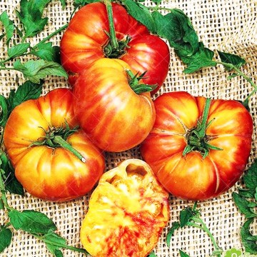 بذر گوجه فرنگی رنگین کمان مسترسید