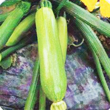 بذر کدو سبز خورشتی هیبرید ریندالا خانگی
