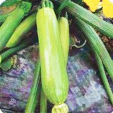 عکس کوچک بذر کدو سبز خورشتی هیبرید ریندالا خانگی