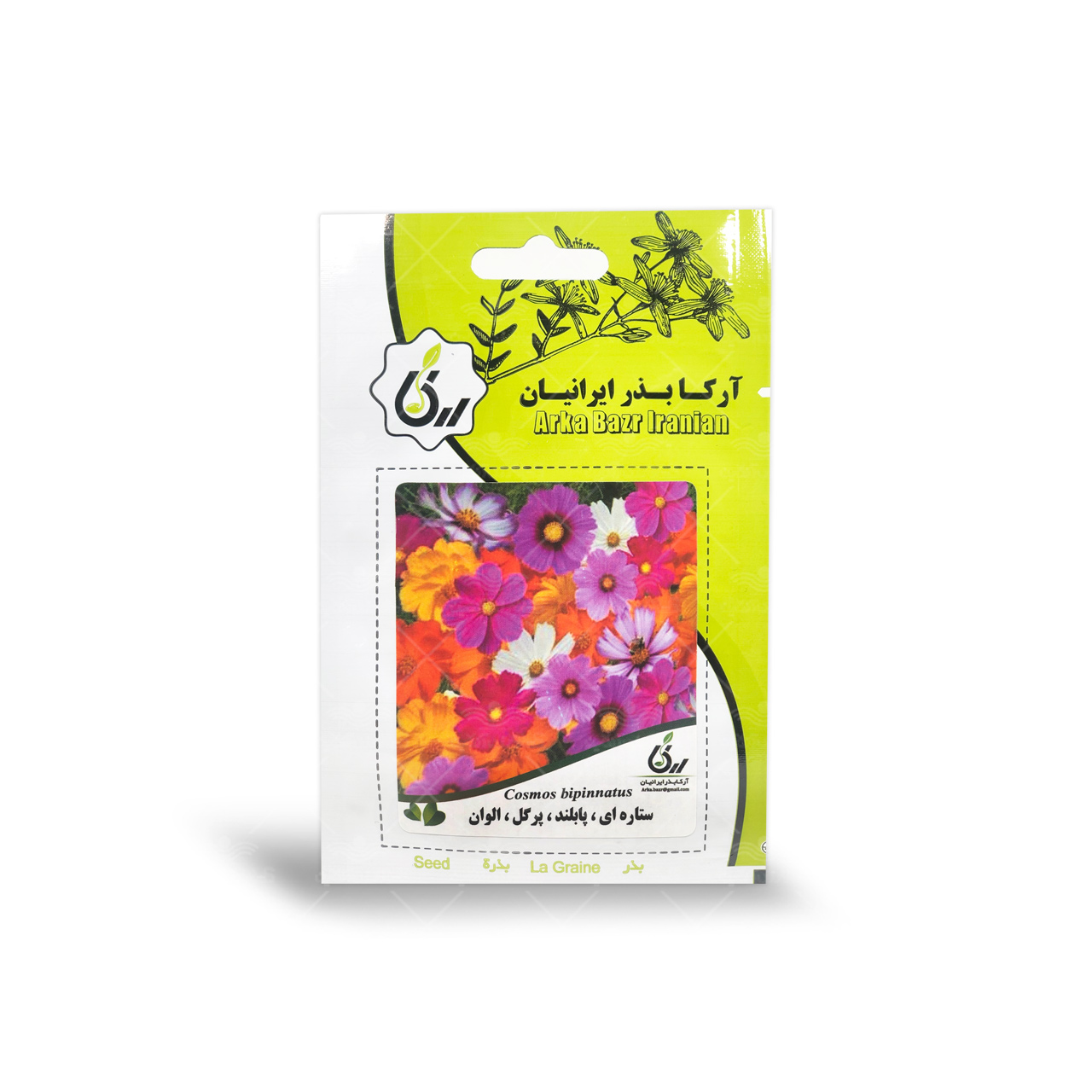 بذر گل ستاره ای پابلند پر گل الوان آرکا بذر ایرانیان