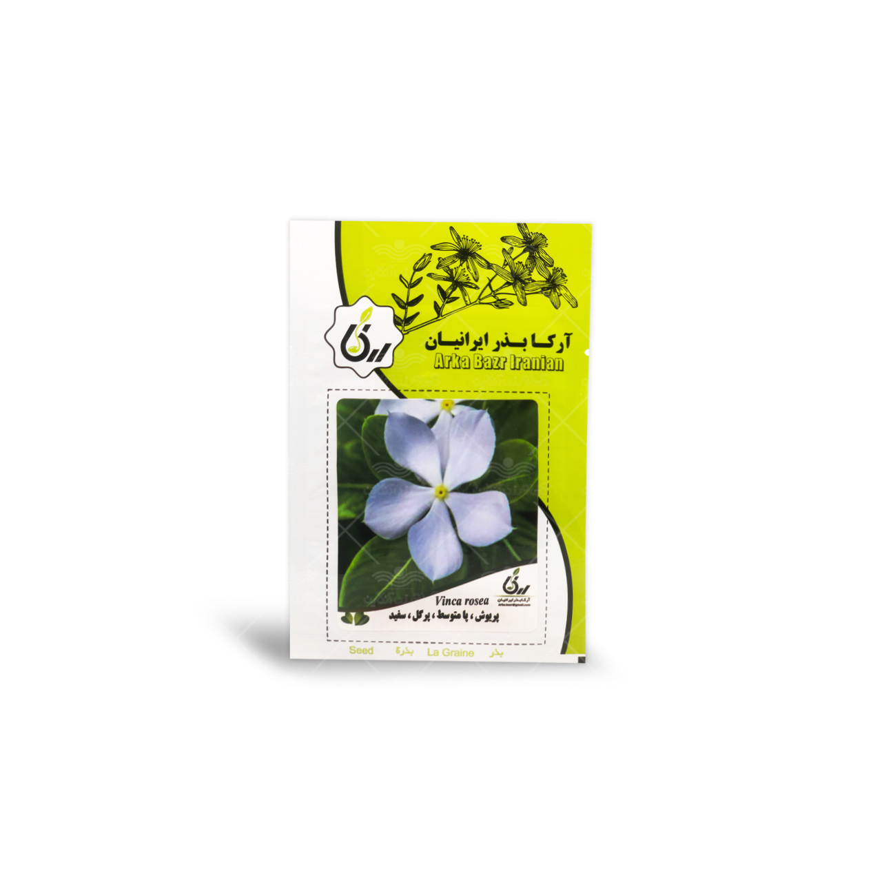 بذر پریوش پامتوسط پرگل سفید آرکا بذر ایرانیان