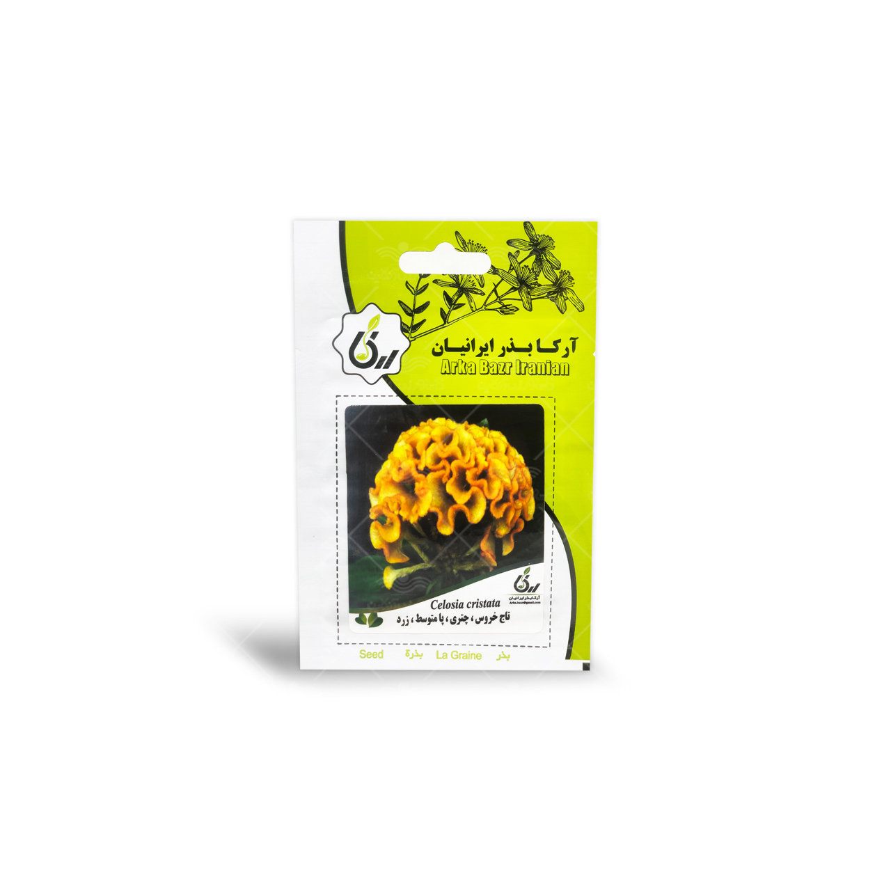 بذر تاج خروس چتری پامتوسط زرد آرکا بذر ایرانیان