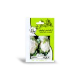 عکس کوچک بذر گل کلم سفید آرکا بذر ایرانیان