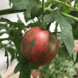 عکس کوچک بذر گوجه فرنگی مشکی ورنیساژ خانگی