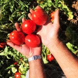 عکس کوچک بذر گوجه فرنگی بلوکی فامور 2500 عددی 3