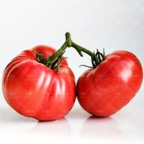 عکس کوچک بذر گوجه فرنگی رداستون کیان سید