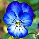 عکس کوچک بذر گل بنفشه آبی وانیاسید