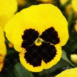 عکس کوچک بذر بنفشه زرد خالدار