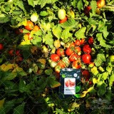 عکس کوچک بذر گوجه پربار بلوکی ملورین هلند 3