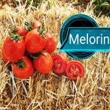 عکس کوچک بذر گوجه پربار بلوکی ملورین هلند 6