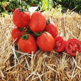 عکس کوچک بذر گوجه پربار بلوکی ملورین هلند 7