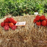 عکس کوچک بذر گوجه پربار بلوکی ملورین هلند 8