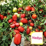 عکس کوچک بذر گوجه فرنگی نادیا هلند بلوکی با کاسبرگ 4