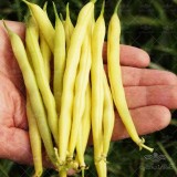 عکس کوچک بذر لوبیا طلایی آمریکایی 50 عددی