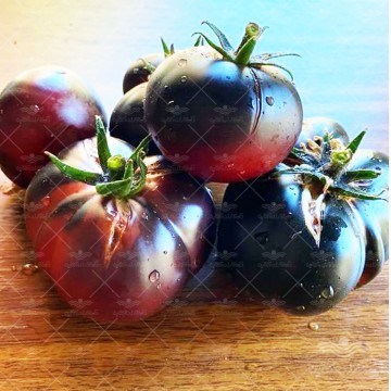 بذر گوجه فرنگی یاس بنفش