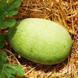 عکس کوچک بذر هندوانه چارلستون بونتی هلند
