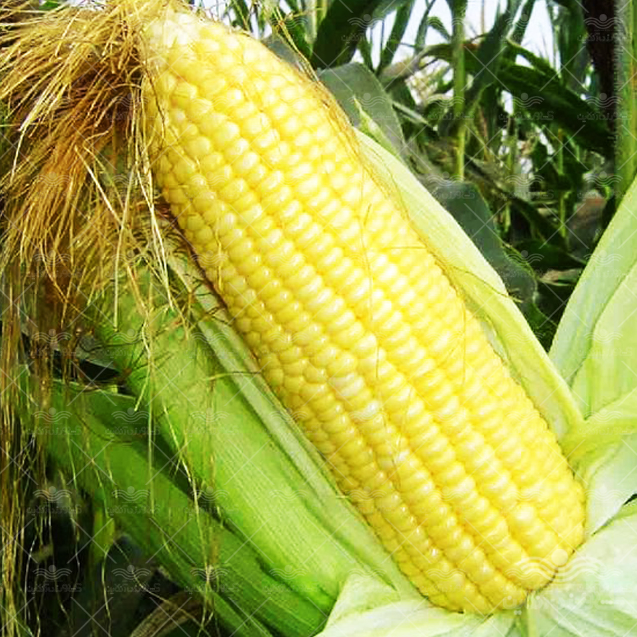 مشخصات، قیمت و خرید بذر ذرت شیرین هیبرید کوپر سینجینتا | فروشگاه کشاورزی آنلاین
