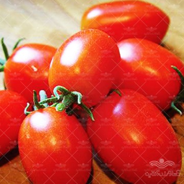بذر گوجه فرنگی کیمیا F1