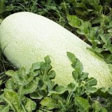 عکس کوچک بذر هندوانه سفید چارلستون خانگی