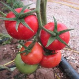 عکس کوچک بذر گوجه فرنگی گلخانه ای والنسیا کاملا مشابه و جایگزین دافنیس 2