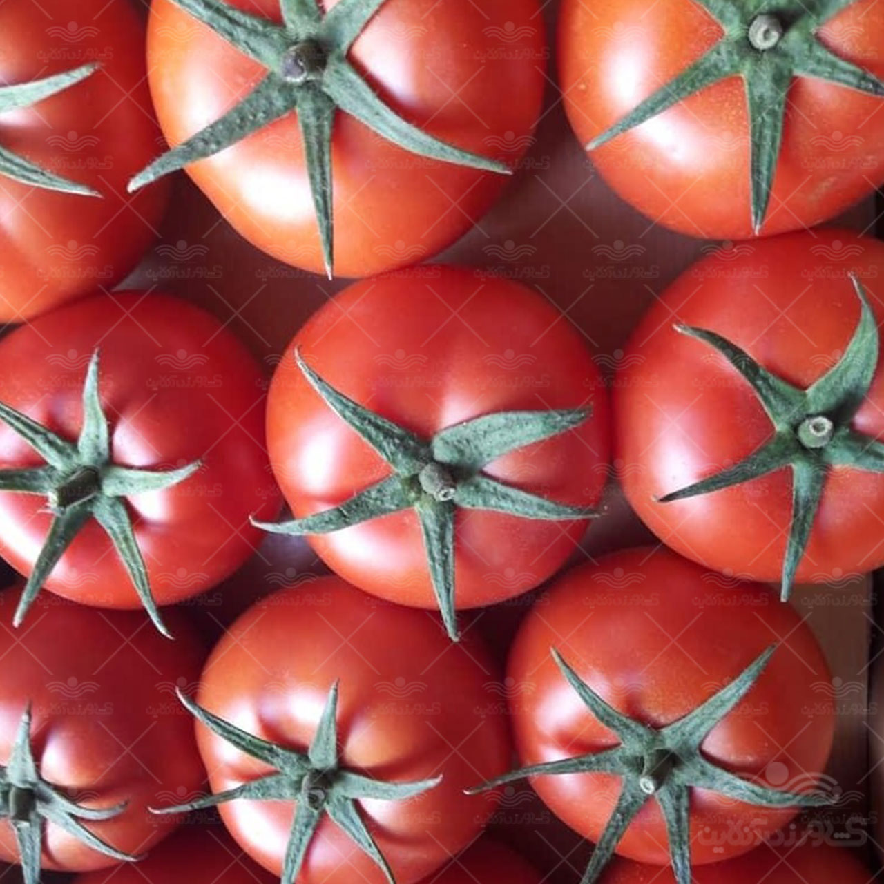 بذر گوجه فرنگی گلخانه ای والنسیا کاملا مشابه و جایگزین دافنیس 3