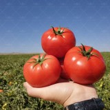 عکس کوچک موناکو پربارترین بذر گوجه فرنگی تیپ گرد صادراتی مشابه و جایگزین گوجه 8320 1