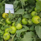 عکس کوچک موناکو پربارترین بذر گوجه فرنگی تیپ گرد صادراتی مشابه و جایگزین گوجه 8320 2