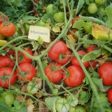 عکس کوچک موناکو پربارترین بذر گوجه فرنگی تیپ گرد صادراتی مشابه و جایگزین گوجه 8320 3
