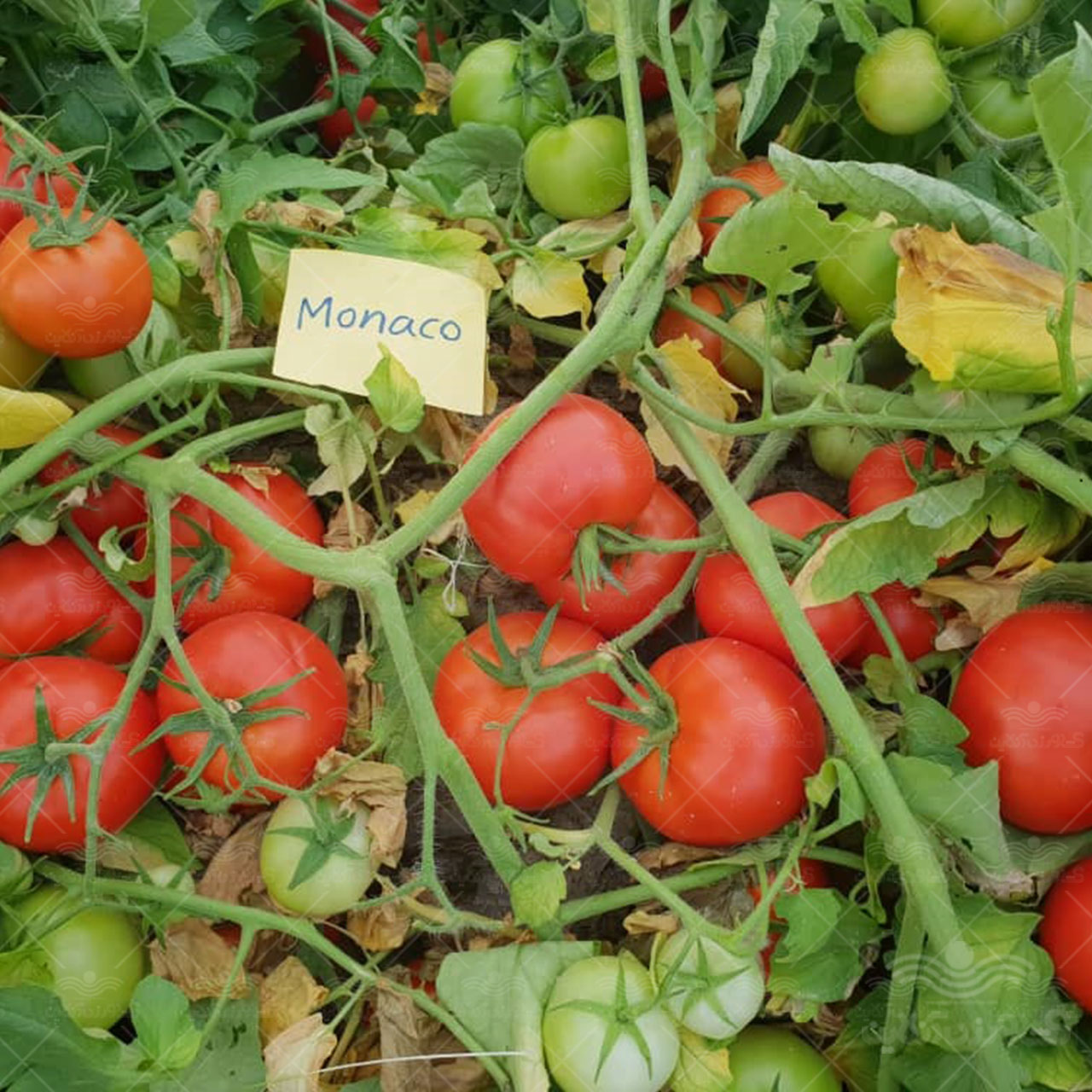 موناکو پربارترین بذر گوجه فرنگی تیپ گرد صادراتی مشابه و جایگزین گوجه 8320 3