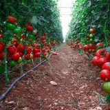 عکس کوچک بذر گوجه گلخانه ای کوانتوم پرگل صادراتی 1000 عددی 1