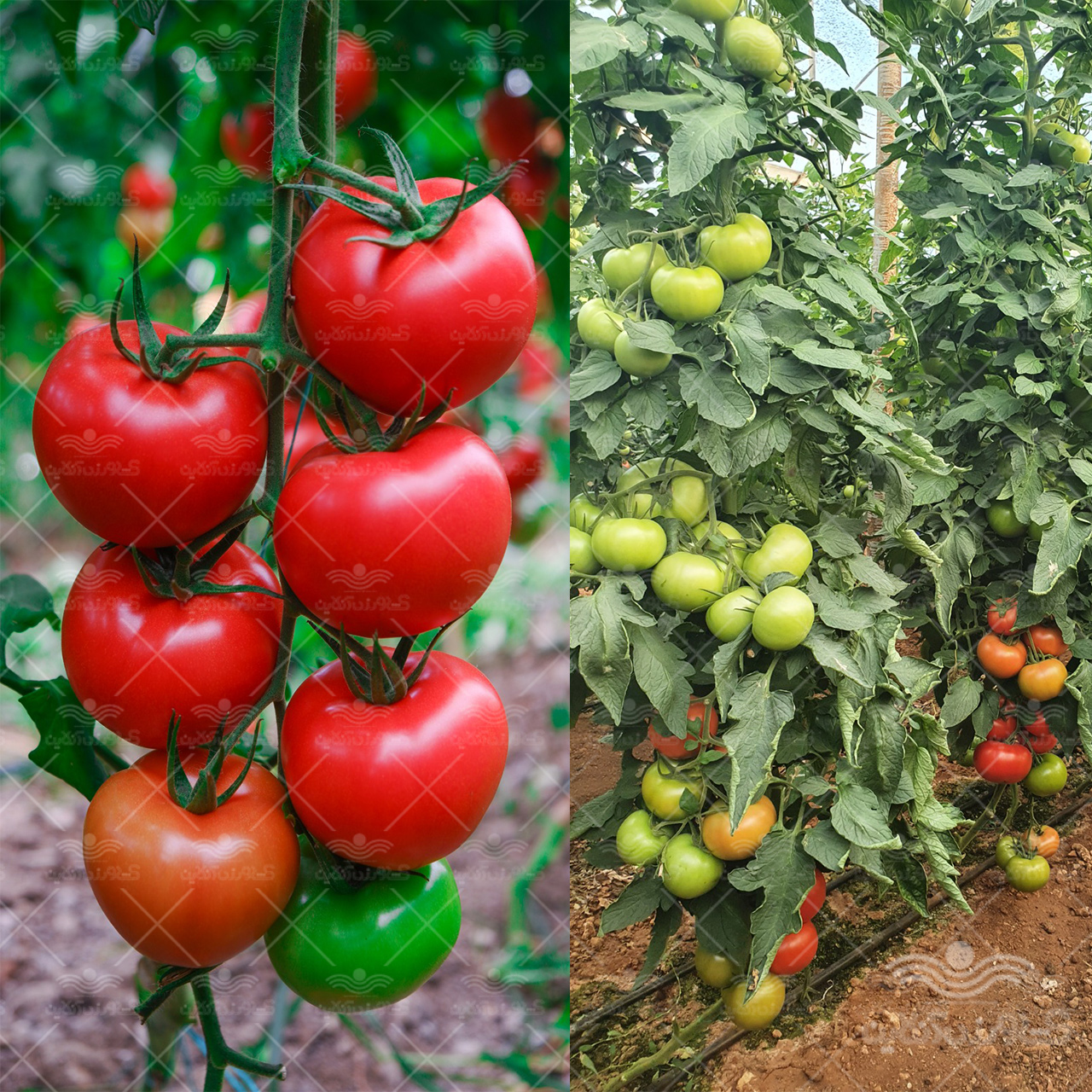 بذر گوجه فرنگی درختی و داربستی کوانتوم خانگی 10 عددی