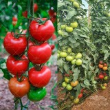 عکس کوچک بذر گوجه فرنگی درختی و داربستی کوانتوم خانگی 10 عددی