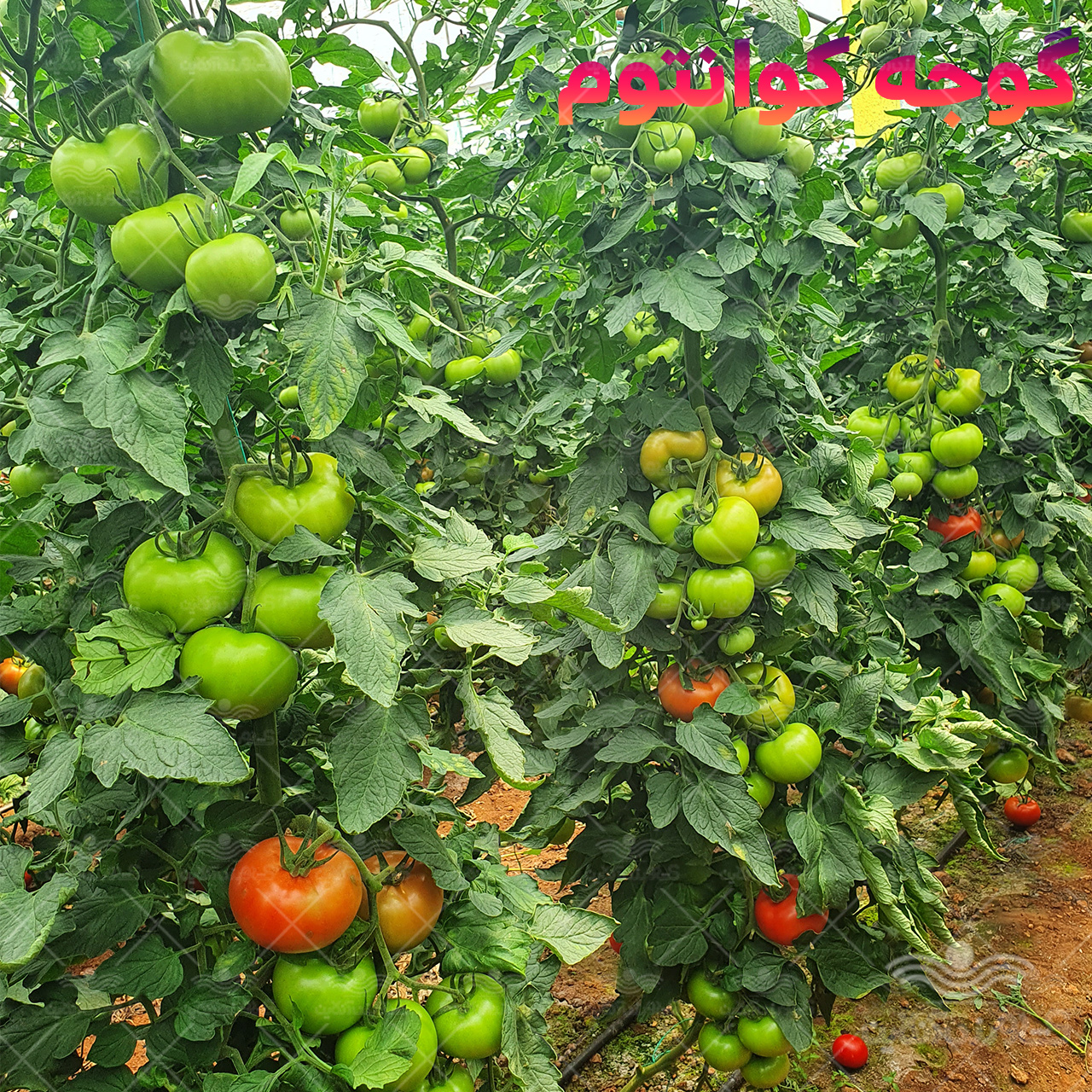 بذر گوجه گلخانه ای کوانتوم پرگل صادراتی 1000 عددی 3
