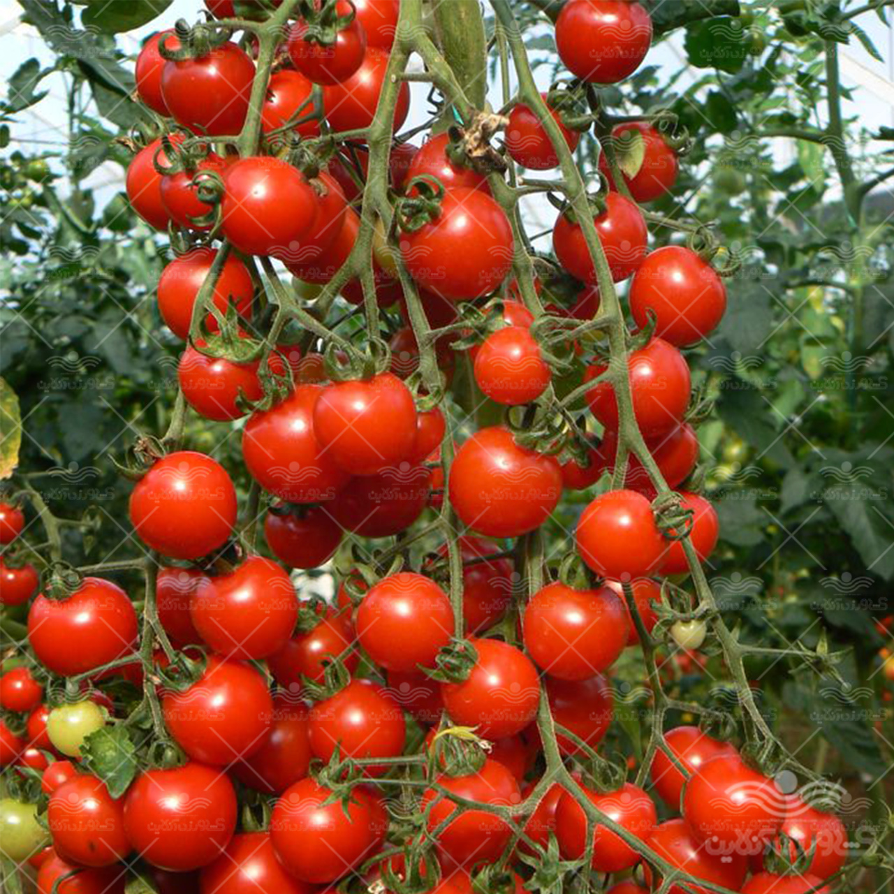 بذر گوجه فرنگی فارگاریا