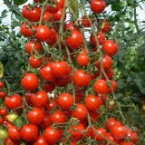 عکس کوچک بذر گوجه فرنگی فارگاریا