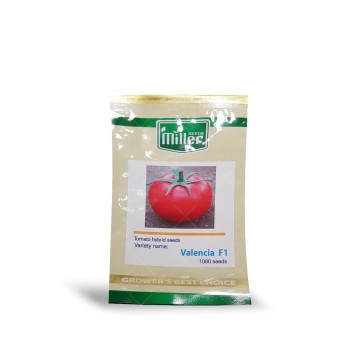 بذر گوجه فرنگی گلخانه ای والنسیا کاملا مشابه و جایگزین دافنیس