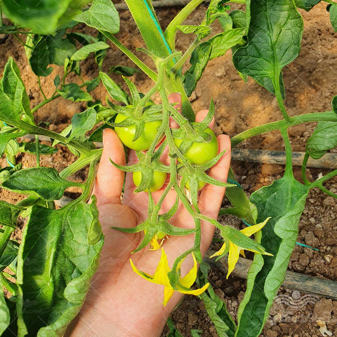 بذر گوجه گلخانه ای کوانتوم پرگل صادراتی 1000 عددی 5