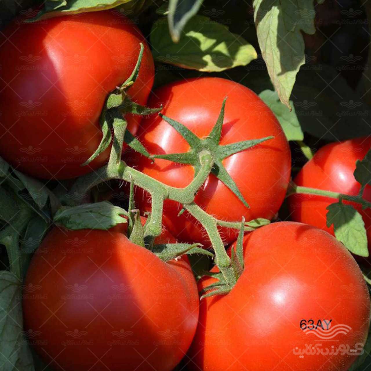 بذر گوجه فرنگی گرد کارون هیبرید F1 از شرکت نیکرسون هلند 5000 عددی 1